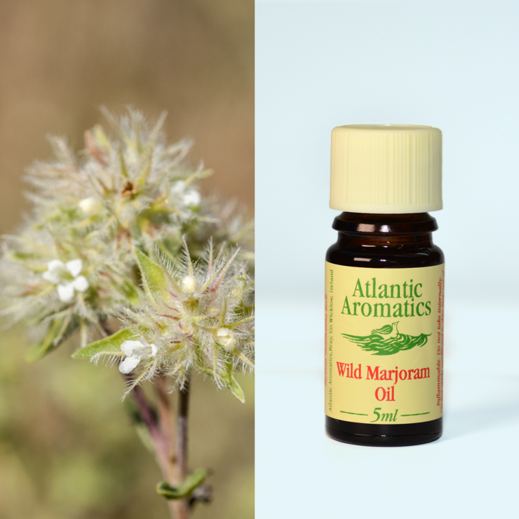 Atlantic Aromatics, Marjoram Wild 5ml Default Title