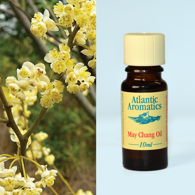 Atlantic Aromatics, May Chang 10ml Default Title