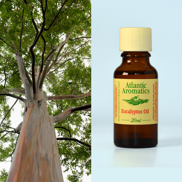 Atlantic Aromatics, Eucalyptus 20ml Default Title