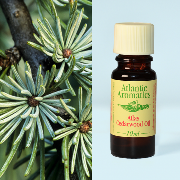 Atlantic Aromatics, Cedarwood 10ml Default Title