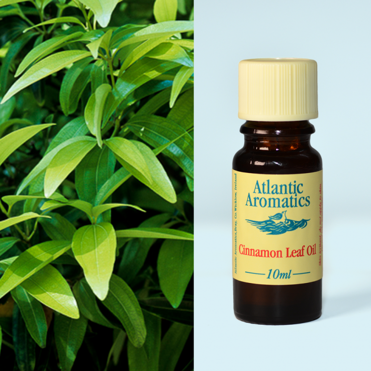 Atlantic Aromatics, Cinnamon 10ml Default Title