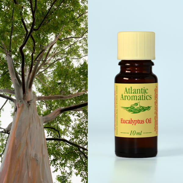 Atlantic Aromatics, Eucalyptus Organic 10ml Default Title
