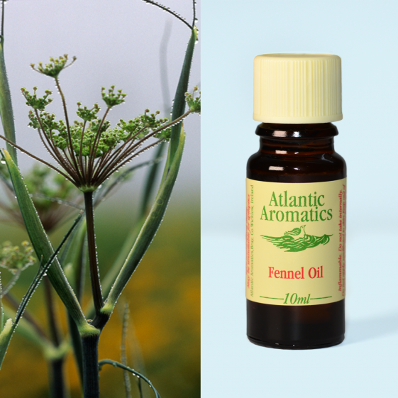 Atlantic Aromatics, Fennel 10ml Default Title