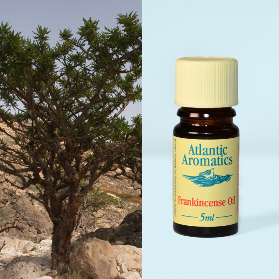 Atlantic Aromatics, Frankincense Wild 5ml Default Title