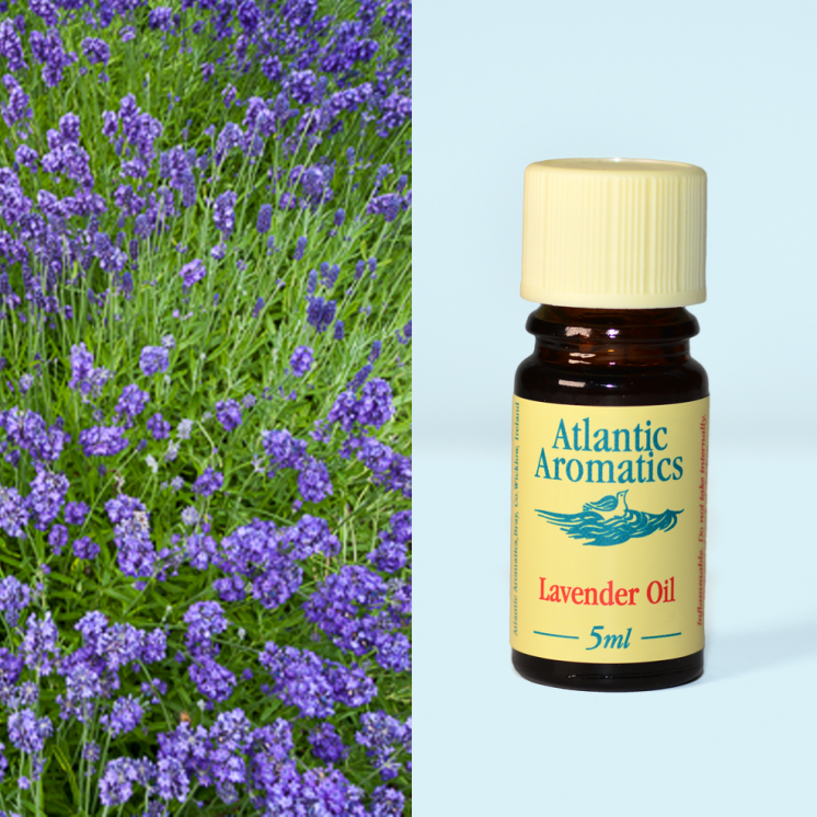 Atlantic Aromatics, Lavender 5ml Default Title