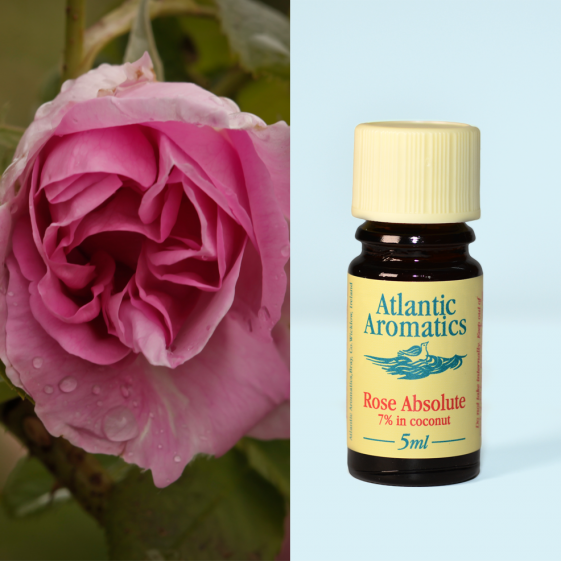 Atlantic Aromatics, Rose Absolute 7% 5ml Default Title