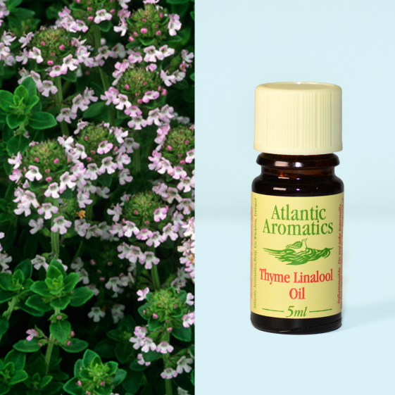 Atlantic Aromatics, Thyme Linalool 5ml Default Title