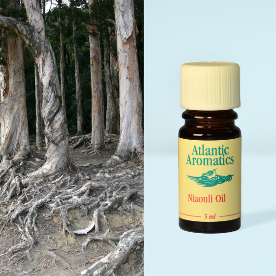 Atlantic Aromatics, Niaouli 5ml Default Title
