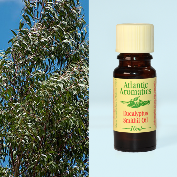 Atlantic Aromatics, Eucalyptus Smithni Organic 10ml Default Title