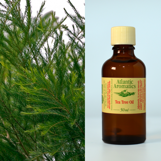 Atlantic Aromatics, Tea Tree Organic 50ml Default Title
