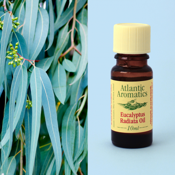 Atlantic Aromatics, Eucalyptus Radiata 10ml Default Title